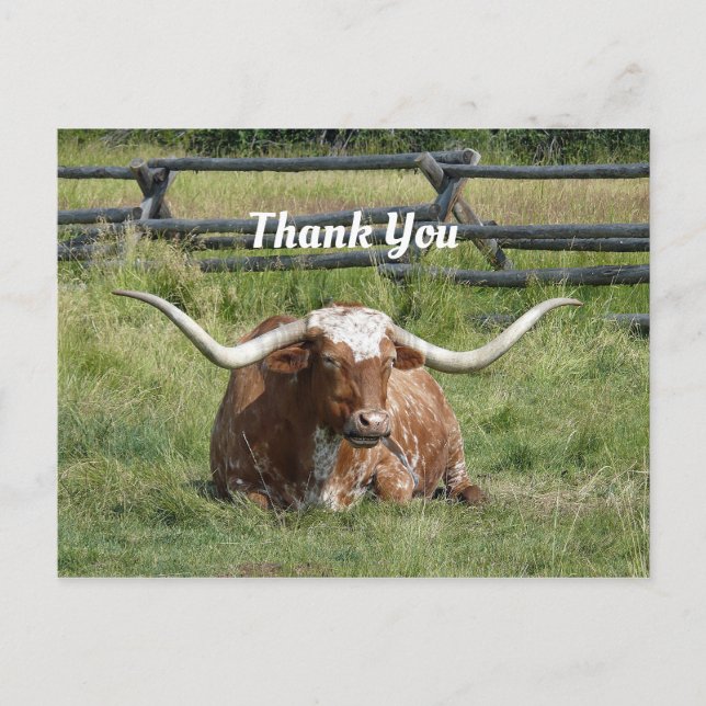 Carte Postale Photo de vache Texas Longhorn Merci (Devant)
