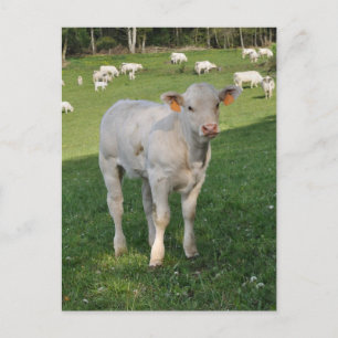 Carte Postale Photo de veau charolais blanc