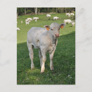 Carte Postale Photo de veau charolais blanc