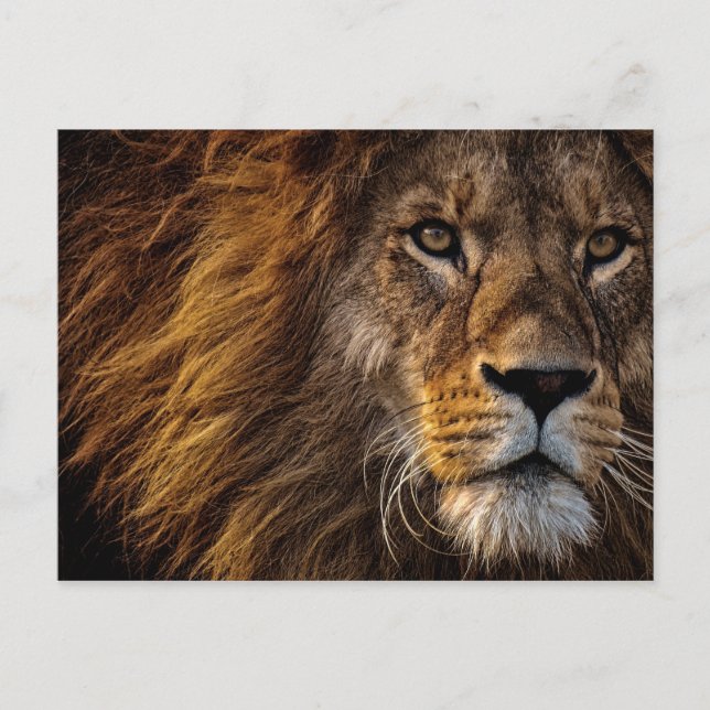 Carte Postale Photo de visage de lion de près (Devant)