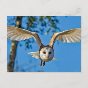 Carte Postale Photo de vol de Barn Owl