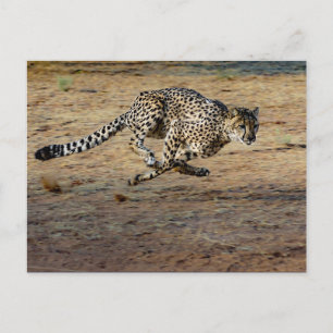Carte Postale Photo de Wildlife Cheetah Running
