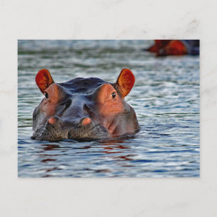 Carte Postale Photo d'eau d'Hippo Faune