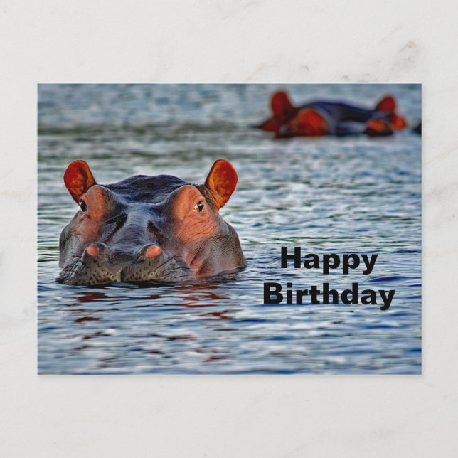 Carte Postale Photo d'eau d'Hippo Faune (Devant)