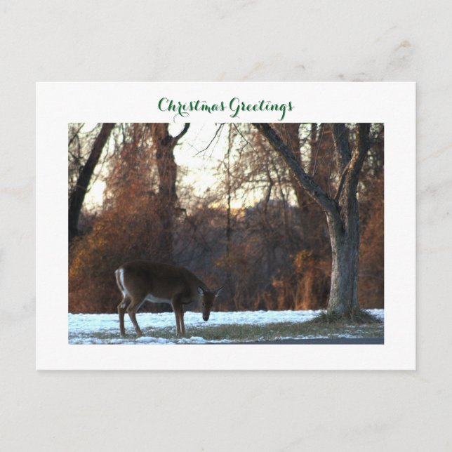 Carte postale photo Deer in Snow (Devant)