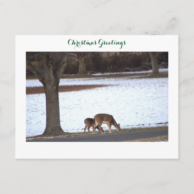 Carte postale photo Deer in Snow (Devant)