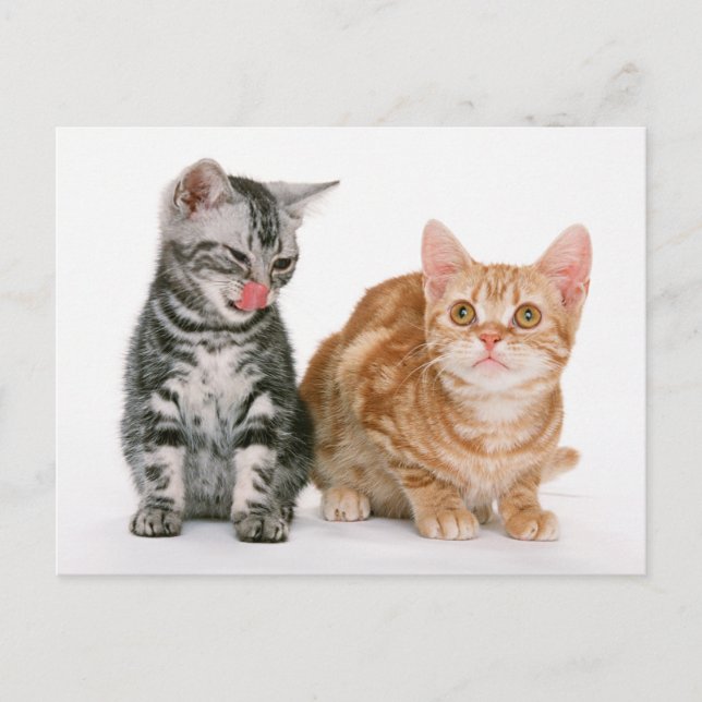 Carte postale Photo Deux Cute Kittens (Devant)