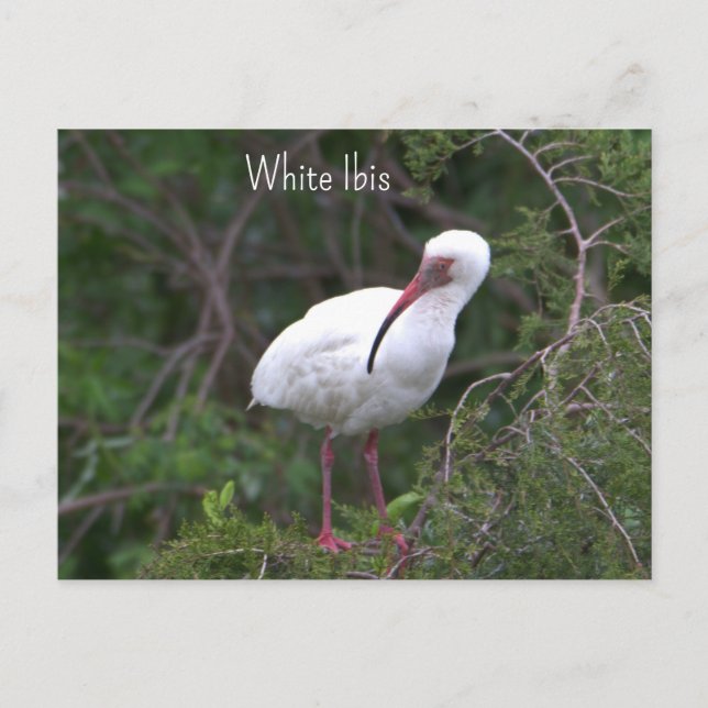 Carte postale photo d'Ibis blanc (Devant)