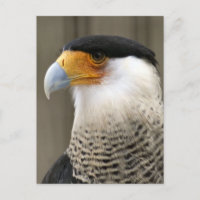 Photo d'oiseau de Caracara en cage