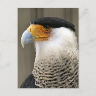 Carte Postale Photo d'oiseau de Caracara en cage