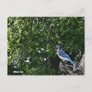 Carte postale photo d'oiseau geai bleu