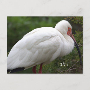 Carte postale photo d'oiseau Ibis
