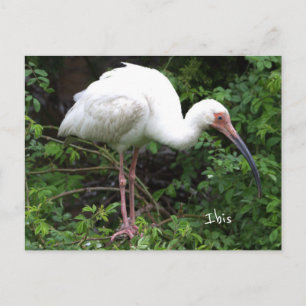 Carte postale photo d'oiseau Ibis