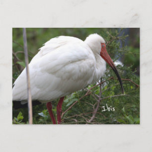 Carte postale photo d'oiseau Ibis
