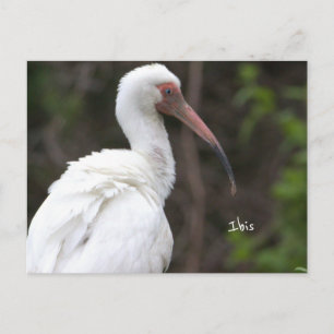 Carte postale photo d'oiseau Ibis