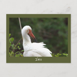 Carte postale photo d'oiseau Ibis