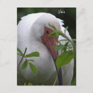 Carte postale photo d'oiseau Ibis