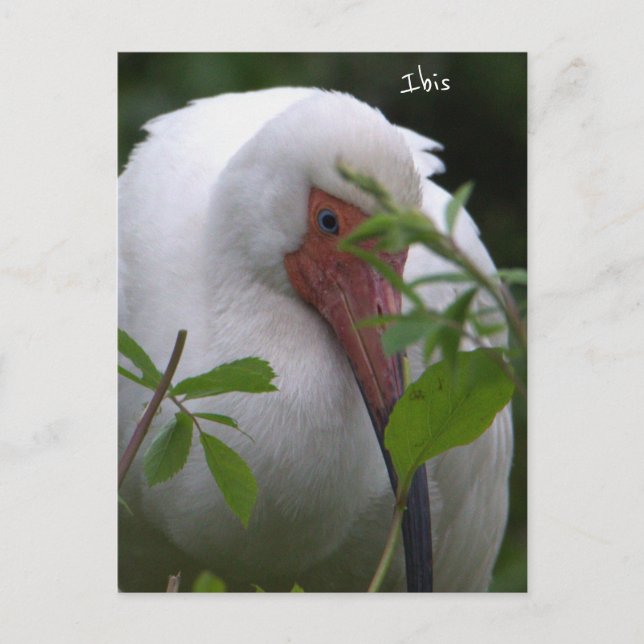 Carte postale photo d'oiseau Ibis (Devant)