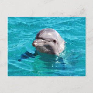 Carte Postale Photo Dolphin Blue Water