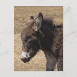 Carte Postale Photo Donkey Foy