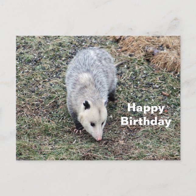 Carte Postale Photo d'opossum pour un anniversaire (Devant)