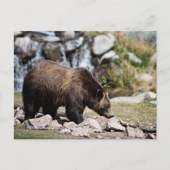 Carte Postale Photo d'ours grizzly (Devant)