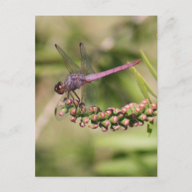 Carte postale Photo Dragonfly (Devant)