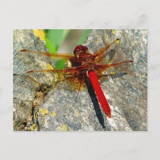 Carte postale photo DragonFly ou DamselFly (Devant)