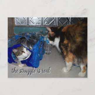 Carte Postale Photo drôle de deux chats "un vrai combat"