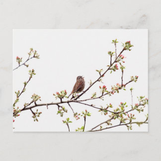 Carte Postale Photo du Bruant chantant dans l'arbre à fleurs