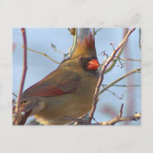 Carte postale photo du Cardinal du Nord