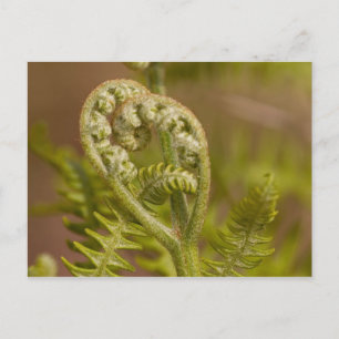 Carte Postale Photo du coeur de Fern Fiddlehead