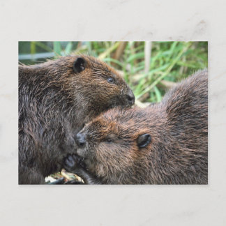 Carte Postale Photo du Grooming des castors
