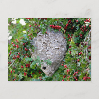 Carte Postale Photo du nid des Hornets