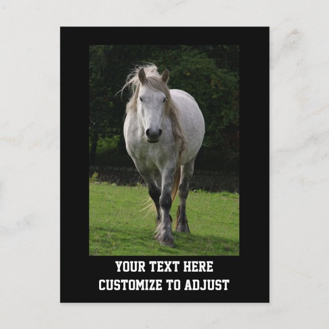 Carte Postale Photo du poney de Cute (Devant)