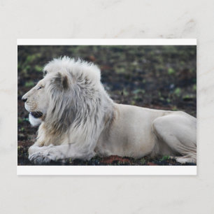Carte Postale Photo du profil du lion blanc africain