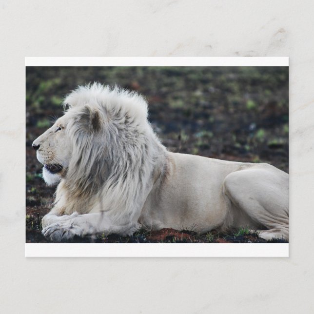 Carte Postale Photo du profil du lion blanc africain (Devant)