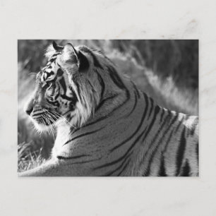 Carte Postale Photo du profil du tigre B&W