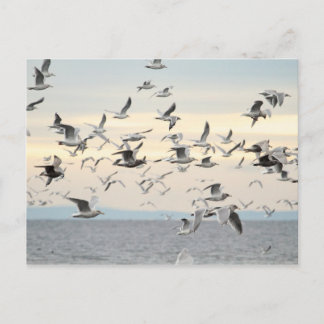 Carte Postale Photo du troupeau de mouettes