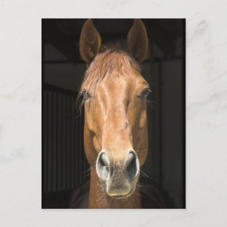 Carte Postale Photo du visage du cheval