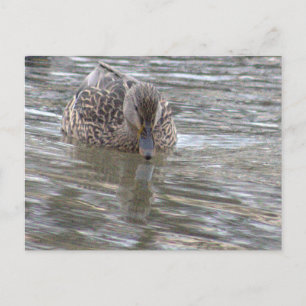 Carte postale photo Duck