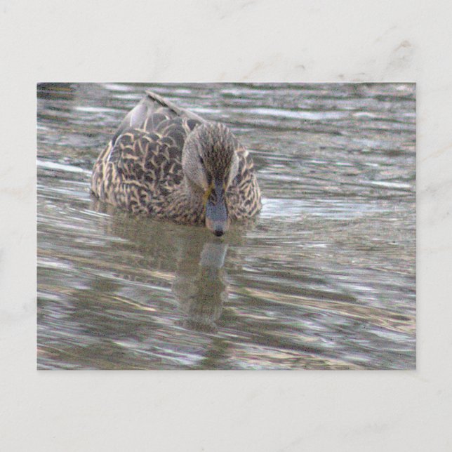 Carte postale photo Duck (Devant)