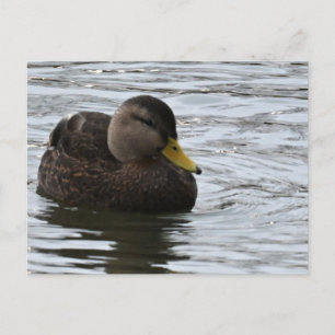 Carte postale photo Duck