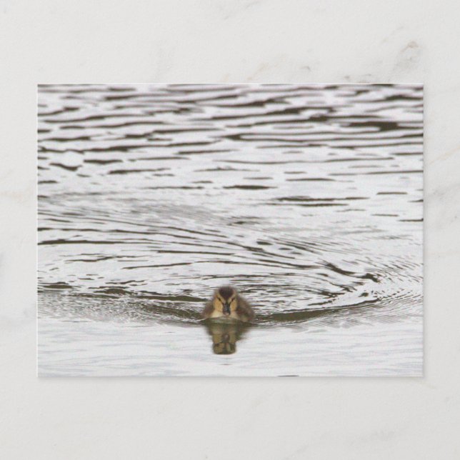 Carte postale photo Duckking (Devant)
