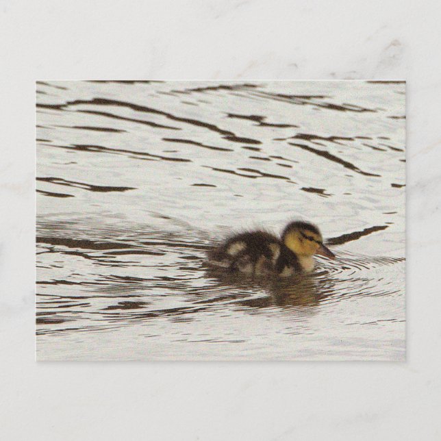 Carte postale photo Duckking (Devant)