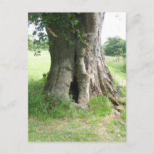 Carte Postale Photo d'un arbre