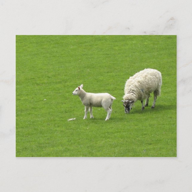 Carte Postale Photo D'Un Bébé Mouton Avec Sa Mère (Devant)