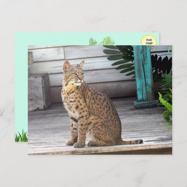 Carte Postale Photo d'un Bobcat de Floride (Devant / Derrière)