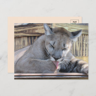 Carte Postale Photo d'un Cougar Cub 11 mois Pic