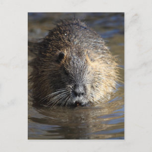 Carte Postale Photo d'un coypu (Myocastor coypus) dans l'eau.